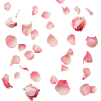 delicado Rosa rosa pétalas espalhados elegantemente em uma suave transparente fundo, criando uma sereno e romântico atmosfera, Rosa rosa pétalas em transparente fundo png