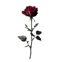 A beautiful red rose with green leaves set against a clean transparent background, showcasing its vibrant colors and details, red rose on transparent background png