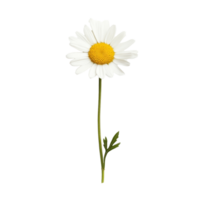 A beautiful daisy flower isolated on transparent background showcasing its vibrant yellow center and delicate transparent petals, daisy flower isolated on transparent png