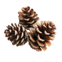 Pine cones arranged on a transparent background showcase natural textures and colors for decorative purposes, pine cones isolated on transparent background png