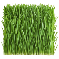 Vibrant bentgrass stack with a clean transparent background showcasing lush greenery and texture, Bentgrass stack border transparent background. Grass big png