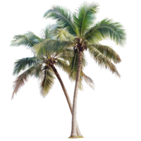 Tall palm trees with lush green leaves swaying gently in the breezy tropical atmosphere on a sunny day, Palm tree transparent png