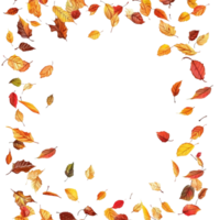 An autumn card featuring a vibrant frame of colorful fall leaves in various shades, Autumn card with a border or frame of colored falling leaves isolated transparent background png
