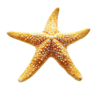 A vibrant starfish with textured orange skin isolated on a transparent background, of starfish isolated transparent background png