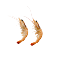 Freshly caught shrimps displayed on a transparent plate against a minimalistic background for culinary purposes, Cooked shrimps on transparent background png
