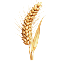 Golden wheat ear isolated on transparent background showcasing intricate details of its structure and natural beauty, Golden Wheat Ear isolated on transparent background png