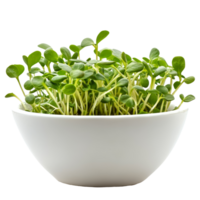 Fresh green sunflower sprouts in a transparent bowl ready for healthy meals or snacks at home, green young sunflower sprouts in the transparent bowl isolated on transparent background png