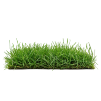 Dense bentgrass stack with a transparent background showcasing vibrant transparent hues in springtime, Bentgrass stack border transparent background. Grass big png