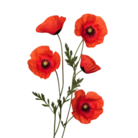 Bright red poppy flowers with green leaves isolated on a transparent background creating a vibrant floral display, poppy flowers isolated on transparent background png