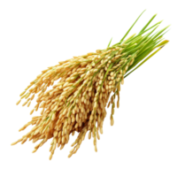 Paddy rice isolated on a transparent background showcasing ripe grains harvested from lush fields, paddy rice isolated on on transparent background png