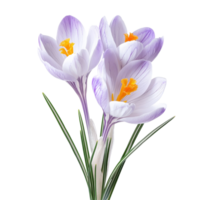 Beautiful crocus flowers in delicate transparent and purple hues on a transparent background, crocus flowers isolated transparent background png