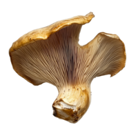 Jews ear mushroom isolated on a clean transparent background showcasing detailed textures and distinctive shape, Jews Ear Mushroom isolated on transparent background png