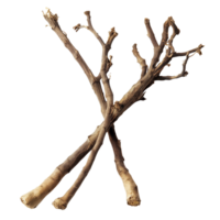 Valerian root displayed on a clean transparent background showcasing its natural texture and form in natural light, Valerian root on a transparent background png