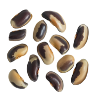 Broad Windsor fava bean seeds scattered on a transparent background showcasing their unique coloration, Broad windsor fava bean seeds on transparent background png