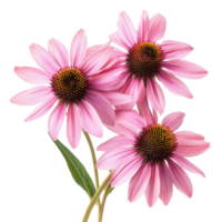 Echinacea flowers displaying delicate pink petals and distinctive center on a transparent background, echinacea flowers isolated transparent background png