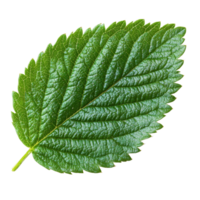 Fresh strawberry leaf isolated on a transparent background showcasing its vibrant green color and intricate texture, Strawberry leaf isolated on transparent background png