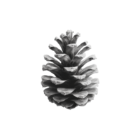 Detailed view of a pine cone resting gracefully on a transparent background showcasing natural texture and form, Pine cone on transparent background png