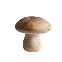 Straw mushroom placed against a plain transparent background showcasing its unique shape and texture, straw mushroom on transparent background png