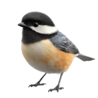 A realistic bird model on a transparent background, highlighting vibrant feather details, 3D Modeled Bird Full Body on transparent background png