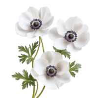 Three elegant anemone flowers isolated on a transparent background showcasing natural beauty, anemone flowers isolated transparent background png