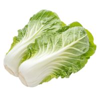 Fresh Chinese cabbage displayed on a transparent background ready for culinary use in various dishes and recipes, Chinese cabbage on transparent background png