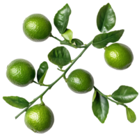 Fresh limes with vibrant green leaves on a clean transparent background, Branch of delicious limes on transparent background cutouts png