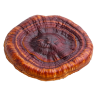 Lingzhi mushroom Ganoderma lucidum isolated on a transparent background showcasing its unique cap texture and color variations, Lingzhi Mushroom Ganoderma Lucidum isolated on transparent background png