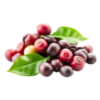 Ripe and unripe red coffee beans with leaves isolated on a transparent background showcasing their vibrant colors, Red coffee beans ripe and unripe berries isolated on transparent background png