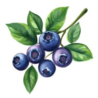 Fresh blueberries with green leaves displayed on a soft transparent background, Blueberry fruits with leaf branches isolated on a transparent background png