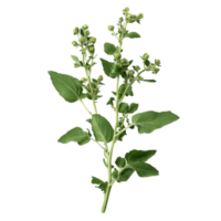 Fresh lambsquarters with buds and leaves on a transparent background, perfect for culinary or herbal use, Lambsquarters transparent background png