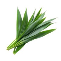 Fresh pandan leaves arranged beautifully on a transparent background for culinary use and decoration, Fresh Pandan leaves isolated on transparent background png