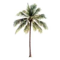 Coconut palm tree standing tall against a pristine transparent background showcasing its vibrant leaves and textured trunk in a minimalist style, coconut palm tree on transparent backgroundfile png