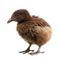 A closeup view of a kiwi chick isolated on a transparent background during a natural moment, Red kiwi fruit isolated on transparent background png