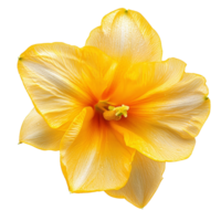Vibrant daffodil flower isolated against a transparent background, showcasing intricate petal details and bright yellow color, vibrant dafodil in style, isolated on a transparent background for design png