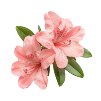 Beautiful azalea flowers with lush green leaves isolated on a clean transparent background, Azalea flowers isolated on transparent background cutout png