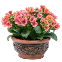 Vibrant Kalanchoe plant in decorative pot showcasing bright blooms against a clean transparent background, Kalanchoe plant in a decorative pot on transparent background png