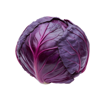 fresco rosso cavolo isolato su un' trasparente sfondo, evidenziazione suo vivace colore e unico struttura con dettagliato foglie, rosso cavolo isolato su trasparente sfondo png