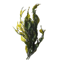 Fresh seaweed displayed against a clean transparent background, highlighting its vibrant colors and intricate textures, seaweed on transparent background png