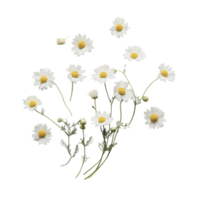 Delicate chamomile blooms arranged on pristine transparent showcasing natures beauty, Delicate chamomile blooms isolated on a clean transparent background, perfect for s ands png