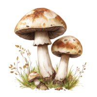 Mushrooms growing on a transparent background featuring various sizes and natural details of their structure, Mushrooms on transparent background png