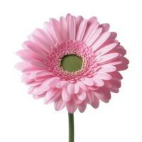 A delicate pink gerbera flower isolated on a transparent background, showcasing its stunning petals and vibrant center, pink gerber flower isolated on transparent background png