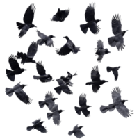 A flock of crows soaring gracefully against a transparent background in midday light, flock of flying crowsfile of isolated object on transparent background png