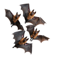 Bats resting on a transparent background showcasing their intricate features and colors, Bats on transparent background png