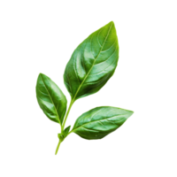Fresh organic green basil leaves on a transparent background, perfect for culinary use and garnishing dishes, Fresh organic green basil leaf transparent background. Basil leaves transparent background png