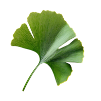 Ginkgo biloba leaf displayed on a clean transparent background showcasing its unique fan shape and vibrant green color, Ginkgo biloba plant leaf on a transparent background png