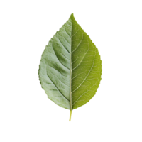 A vibrant green leaf resting on a clean transparent background showcasing its intricate texture and shape in natural light, Green leaf on transparent background png