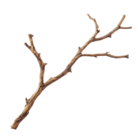 Dry wood branch with multiple limbs isolated on a transparent background showcasing natural texture and form, Dry wood branch isolated on transparent background. Treewood branch transparent background png