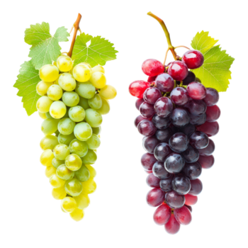 Two varieties of ripe wine grapes isolated on a transparent background showcasing their distinct colors and textures, two diffrent wine grapes ripes isolated on transparent background png