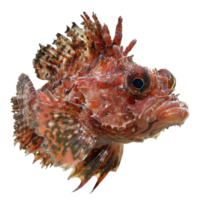 A scorpionfish displayed against a transparent background, highlighting its colors and features, a scorpionfish isolated on transparent background png