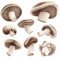 Different cuts and views of sliced mushrooms displayed on a transparent background, Set Sliced Mushrooms, Different Cuts and Views, Isolated on transparent background png